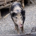 pig_hil_mb_v_0185_png1237.jpg